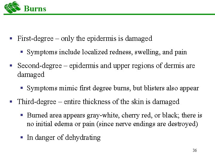 Burns § First-degree – only the epidermis is damaged § Symptoms include localized redness,
