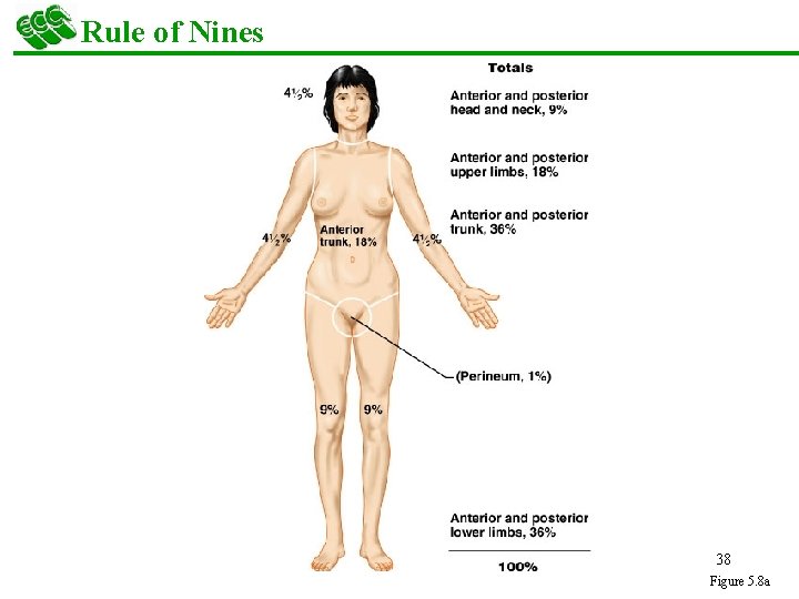 Rule of Nines 38 Figure 5. 8 a 