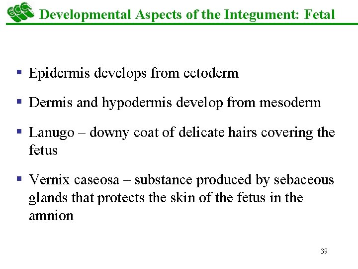 Developmental Aspects of the Integument: Fetal § Epidermis develops from ectoderm § Dermis and