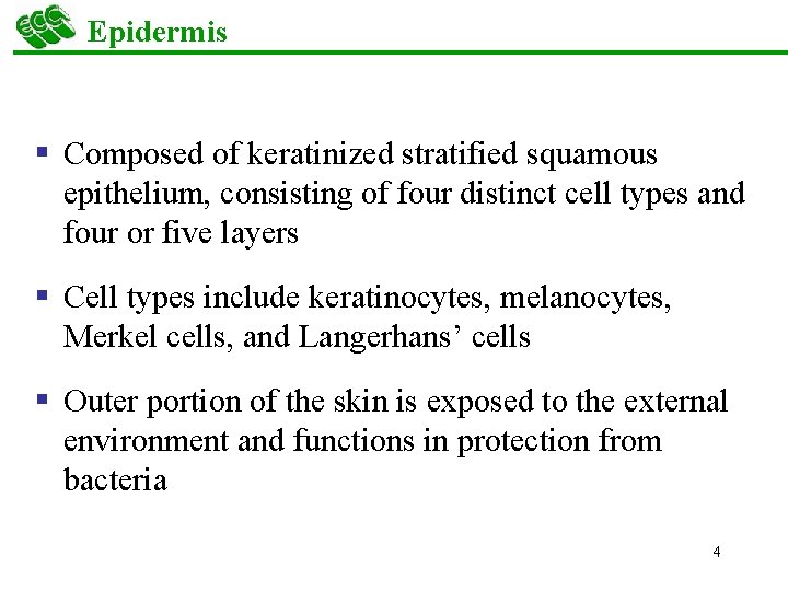 Epidermis § Composed of keratinized stratified squamous epithelium, consisting of four distinct cell types