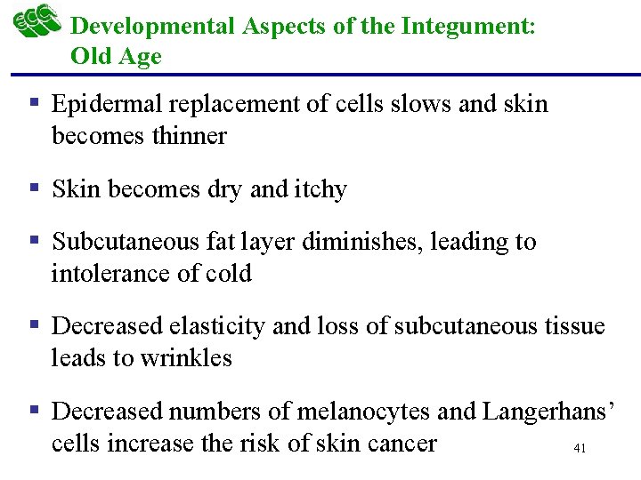 Developmental Aspects of the Integument: Old Age § Epidermal replacement of cells slows and