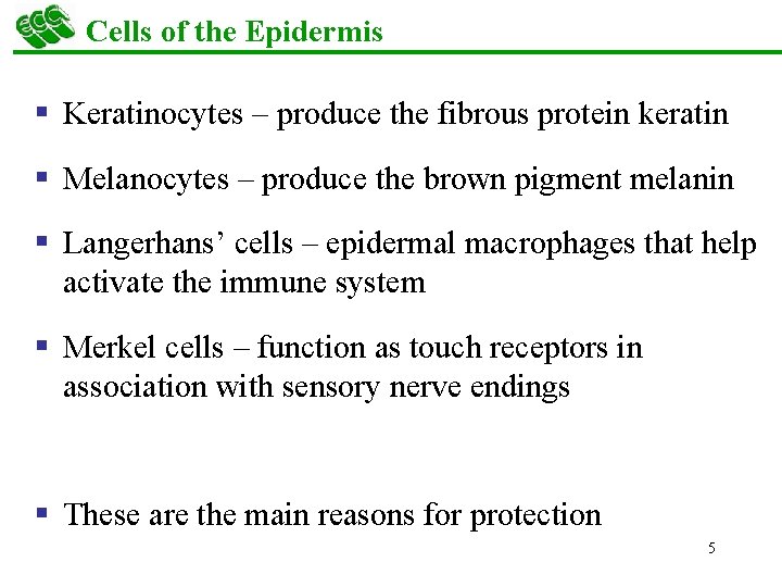 Cells of the Epidermis § Keratinocytes – produce the fibrous protein keratin § Melanocytes