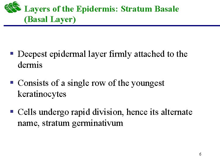 Layers of the Epidermis: Stratum Basale (Basal Layer) § Deepest epidermal layer firmly attached