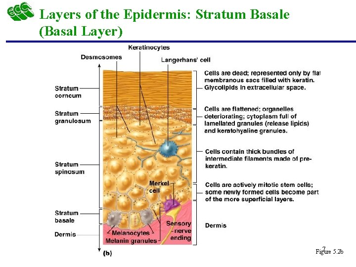 Layers of the Epidermis: Stratum Basale (Basal Layer) 7 5. 2 b Figure 