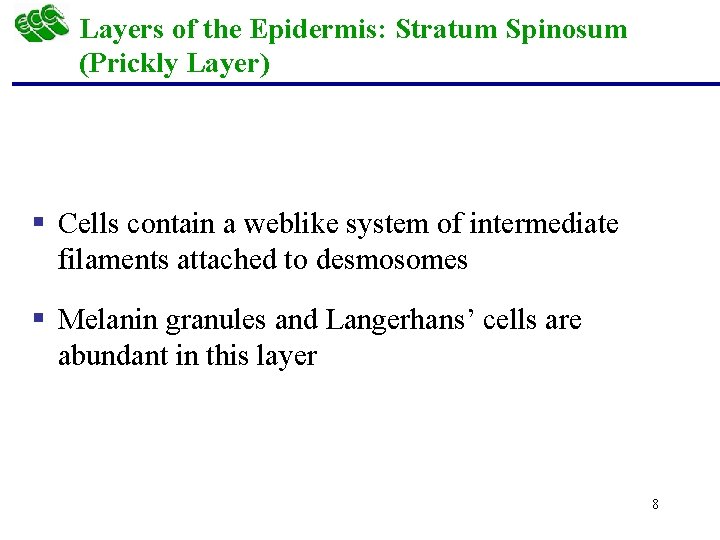 Layers of the Epidermis: Stratum Spinosum (Prickly Layer) § Cells contain a weblike system