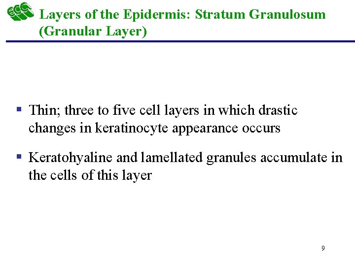 Layers of the Epidermis: Stratum Granulosum (Granular Layer) § Thin; three to five cell