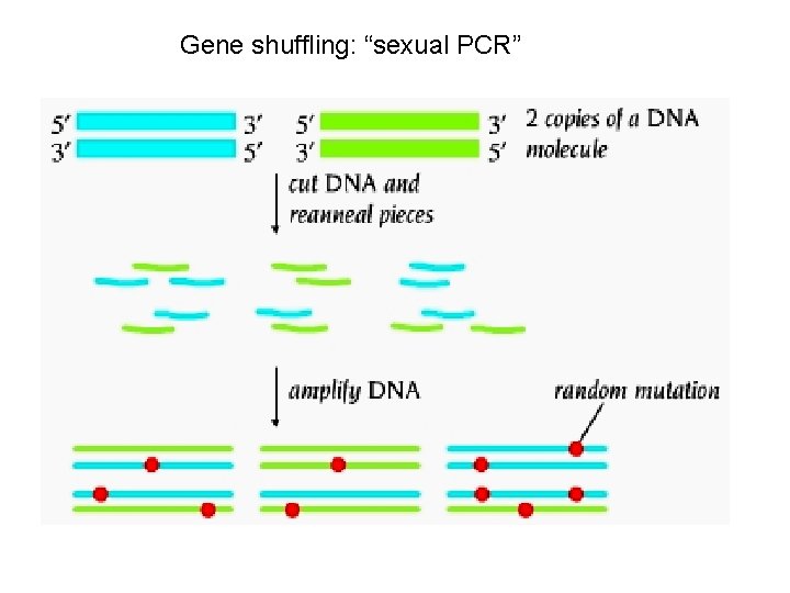 Gene shuffling: “sexual PCR” Gene shuffling: “sexual PCR”