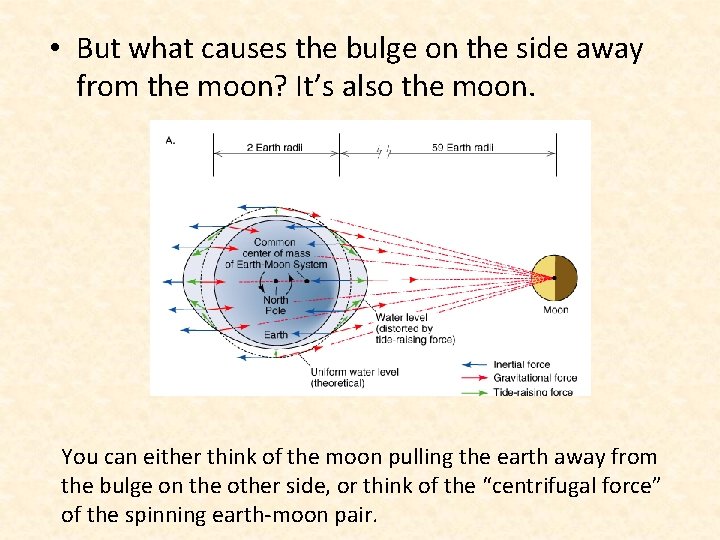  • But what causes the bulge on the side away from the moon?