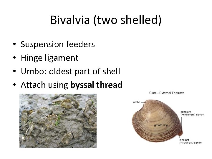 Shell Ligament Taxonomy Identification classification and naming of species Categories