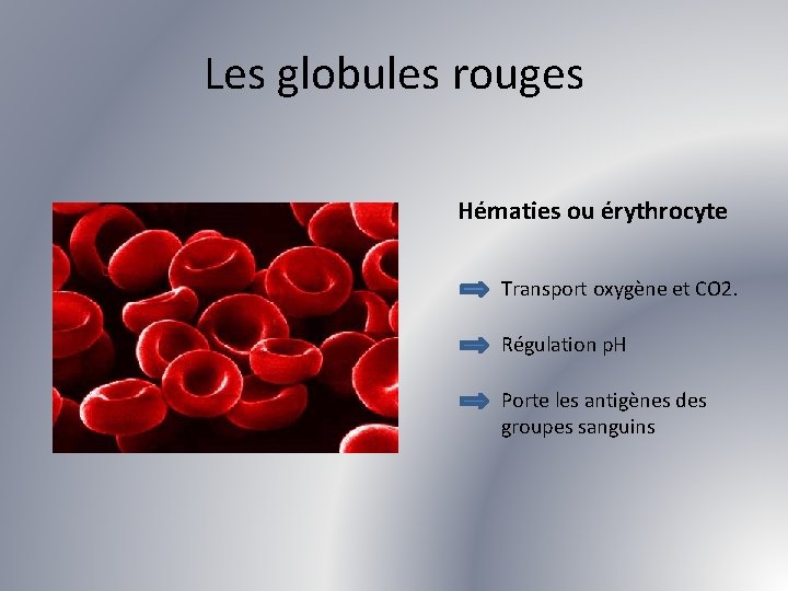 Les globules rouges Hématies ou érythrocyte Transport oxygène et CO 2. Régulation p. H