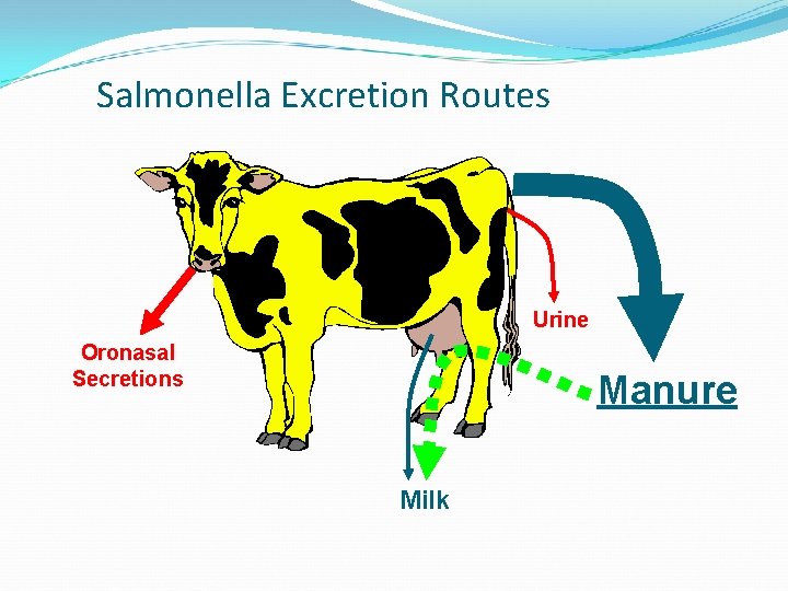 Salmonella Excretion Routes Urine Oronasal Secretions Manure Milk 