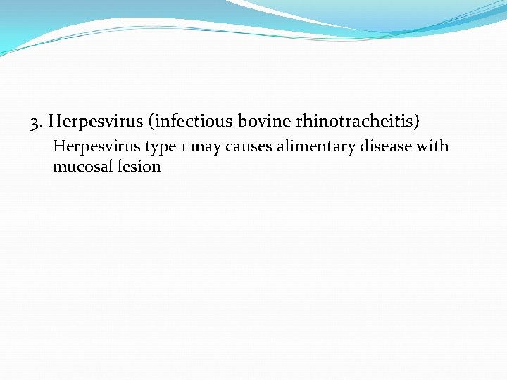 3. Herpesvirus (infectious bovine rhinotracheitis) Herpesvirus type 1 may causes alimentary disease with mucosal
