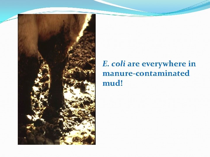 E. coli are everywhere in manure-contaminated mud! 