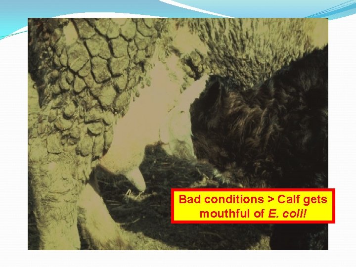 Bad conditions > Calf gets mouthful of E. coli! 