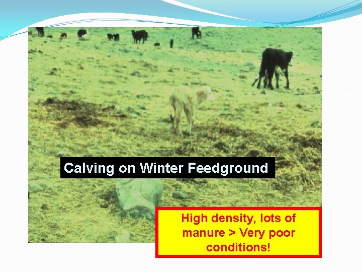 Calving on Winter Feedground High density, lots of manure > Very poor conditions! 