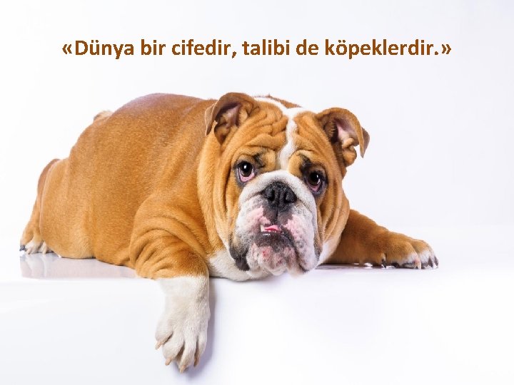  «Dünya bir cifedir, talibi de köpeklerdir. » 