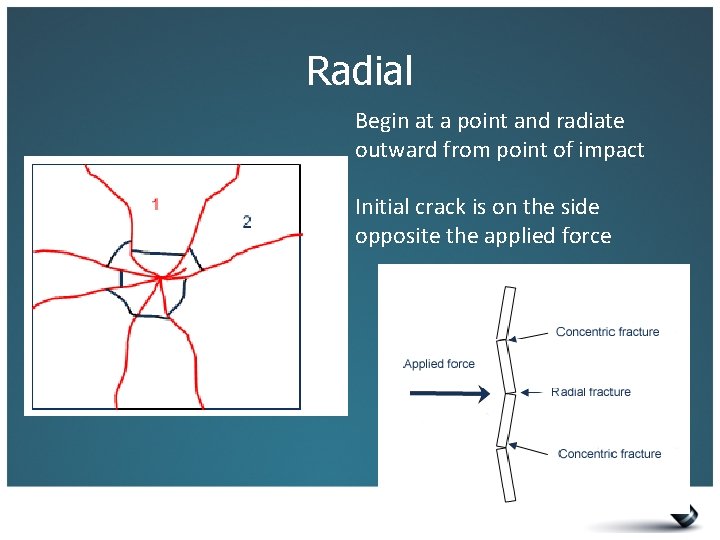 Radial Begin at a point and radiate outward from point of impact Initial crack