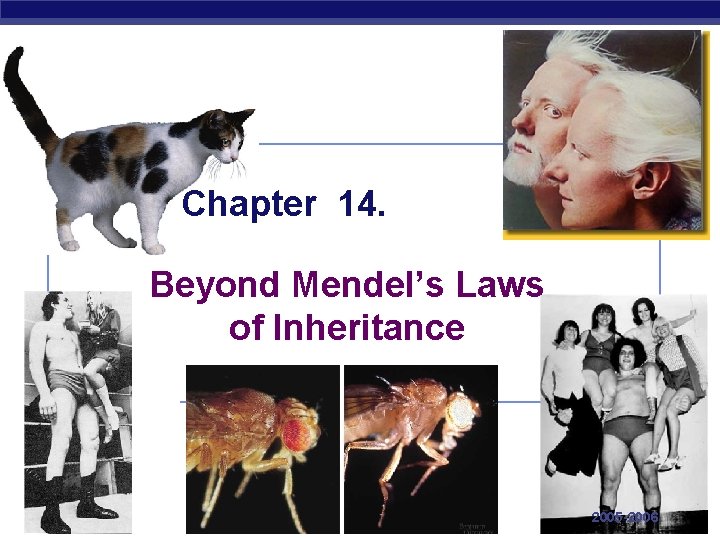 Chapter 14. Beyond Mendel’s Laws of Inheritance AP Biology 2005 -2006 