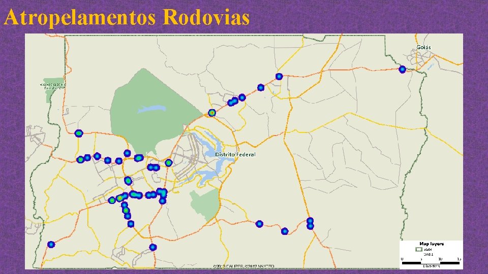 Atropelamentos Rodovias 