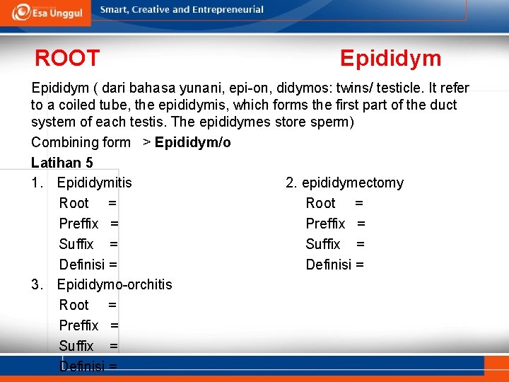 ROOT Epididym ( dari bahasa yunani, epi-on, didymos: twins/ testicle. It refer to a