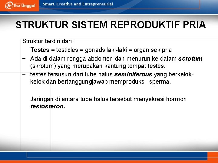 STRUKTUR SISTEM REPRODUKTIF PRIA Struktur terdiri dari: Testes = testicles = gonads laki-laki =