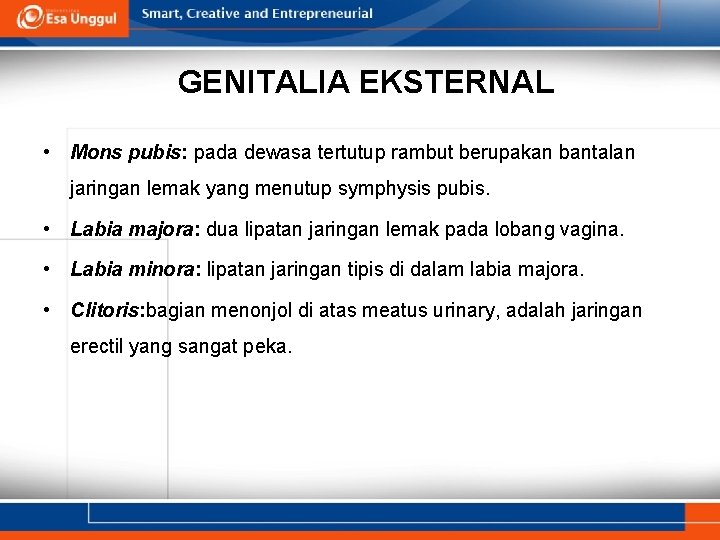 GENITALIA EKSTERNAL • Mons pubis: pada dewasa tertutup rambut berupakan bantalan jaringan lemak yang