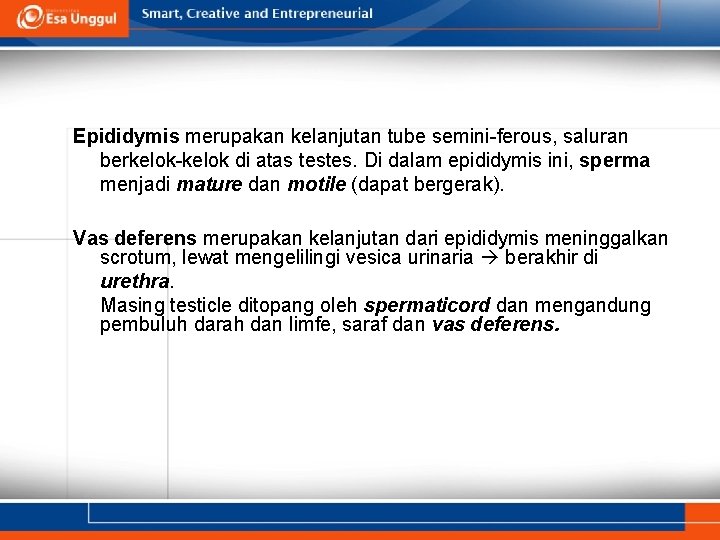 Epididymis merupakan kelanjutan tube semini-ferous, saluran berkelok-kelok di atas testes. Di dalam epididymis ini,