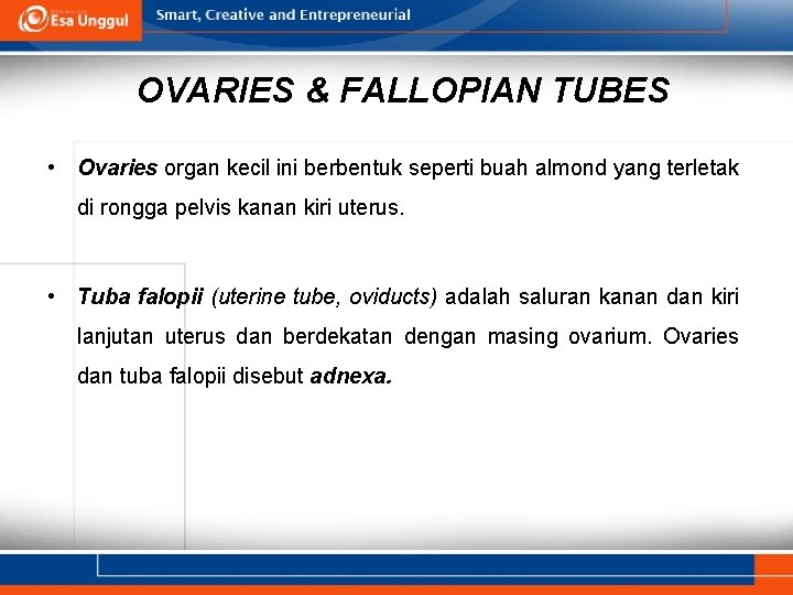 OVARIES & FALLOPIAN TUBES • Ovaries organ kecil ini berbentuk seperti buah almond yang