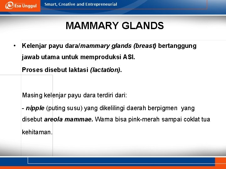 MAMMARY GLANDS • Kelenjar payu dara/mammary glands (breast) bertanggung jawab utama untuk memproduksi ASI.