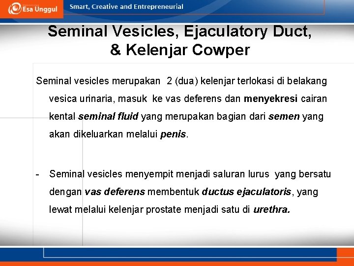 Seminal Vesicles, Ejaculatory Duct, & Kelenjar Cowper Seminal vesicles merupakan 2 (dua) kelenjar terlokasi
