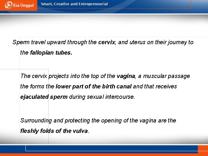 Sperm travel upward through the cervix, and uterus on their journey to the fallopian
