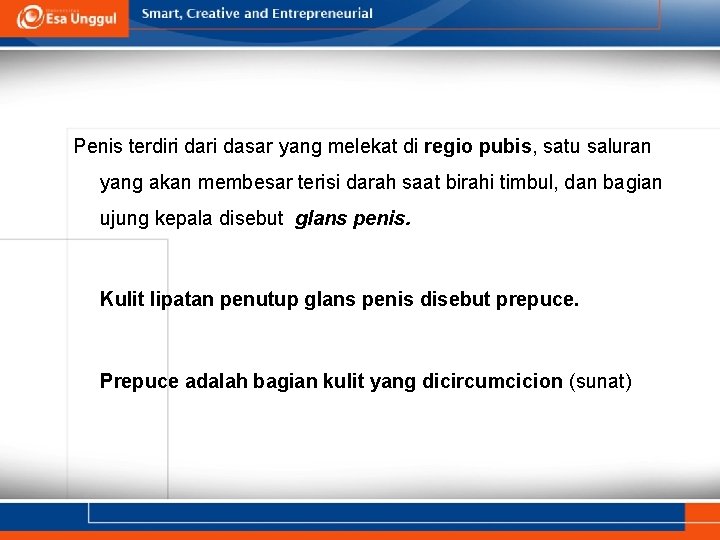 Penis terdiri dasar yang melekat di regio pubis, satu saluran yang akan membesar terisi