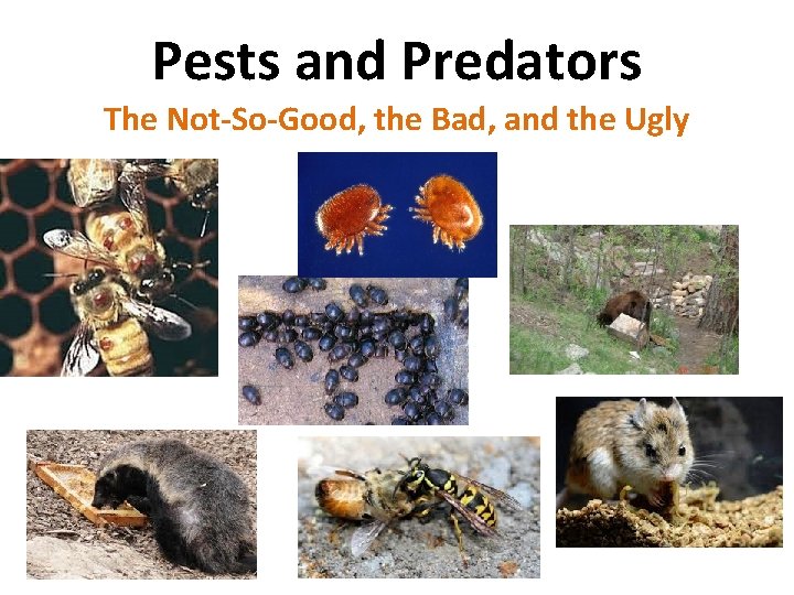 Pests and Predators The Not-So-Good, the Bad, and the Ugly 