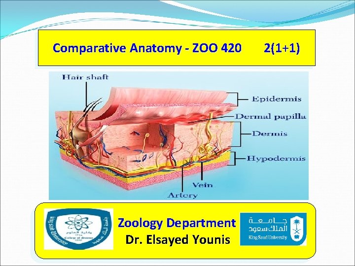 Comparative Anatomy - ZOO 420 Zoology Department Dr. Elsayed Younis 2(1+1) 