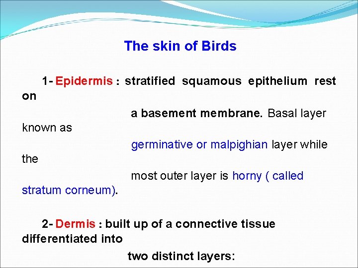 The skin of Birds 1 - Epidermis : stratified squamous epithelium rest on a
