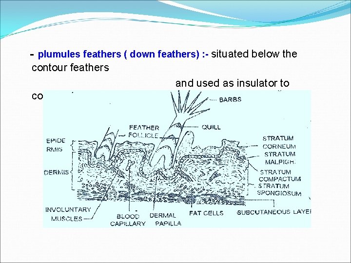 - plumules feathers ( down feathers) : - situated below the contour feathers and