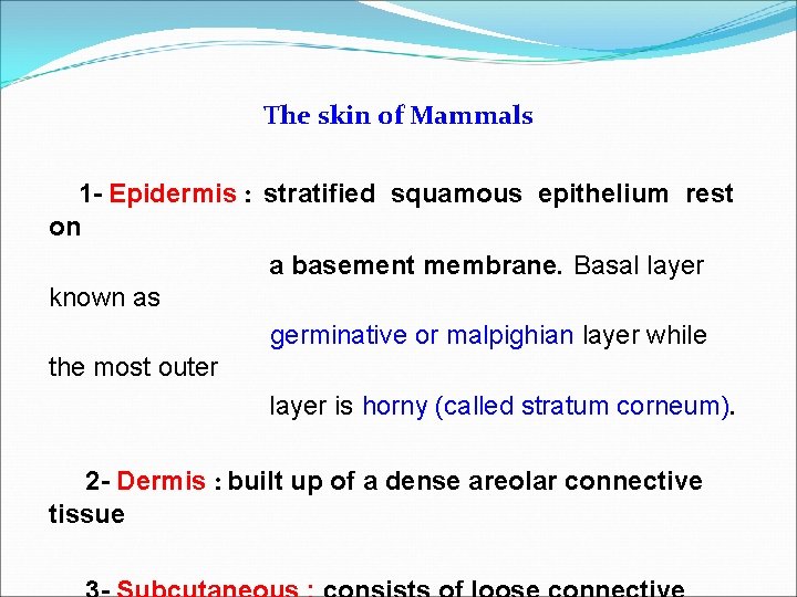 The skin of Mammals 1 - Epidermis : stratified squamous epithelium rest on a