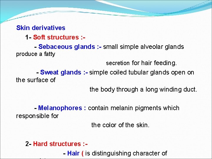 Skin derivatives 1 - Soft structures : - Sebaceous glands : - small simple