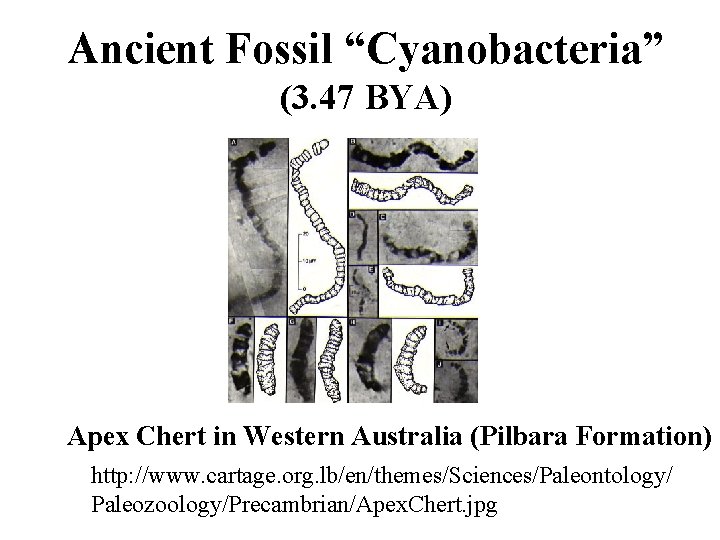 Ancient Fossil “Cyanobacteria” (3. 47 BYA) Apex Chert in Western Australia (Pilbara Formation) http: