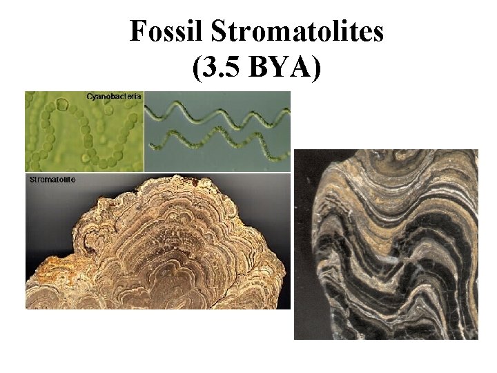 Fossil Stromatolites (3. 5 BYA) 