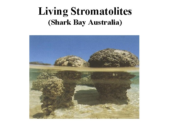 Living Stromatolites (Shark Bay Australia) 