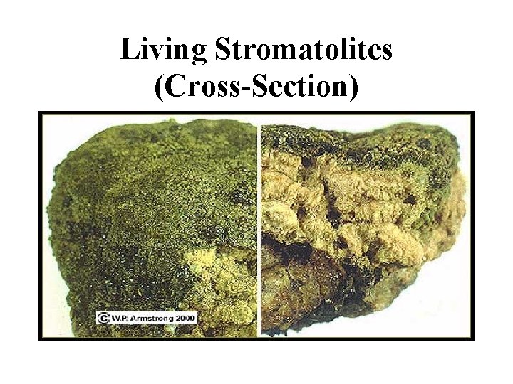 Living Stromatolites (Cross-Section) 