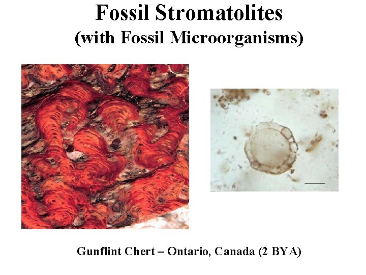 Fossil Stromatolites (with Fossil Microorganisms) Gunflint Chert – Ontario, Canada (2 BYA) 