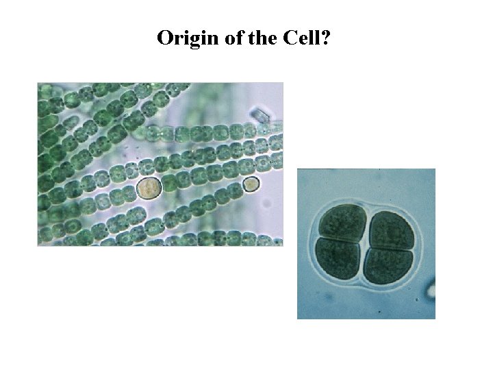 Origin of the Cell? 