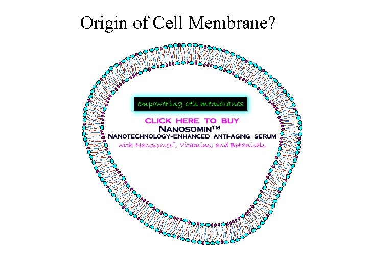 Origin of Cell Membrane? 