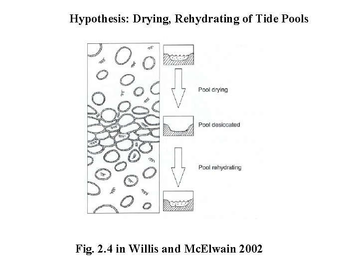 Hypothesis: Drying, Rehydrating of Tide Pools Fig. 2. 4 in Willis and Mc. Elwain