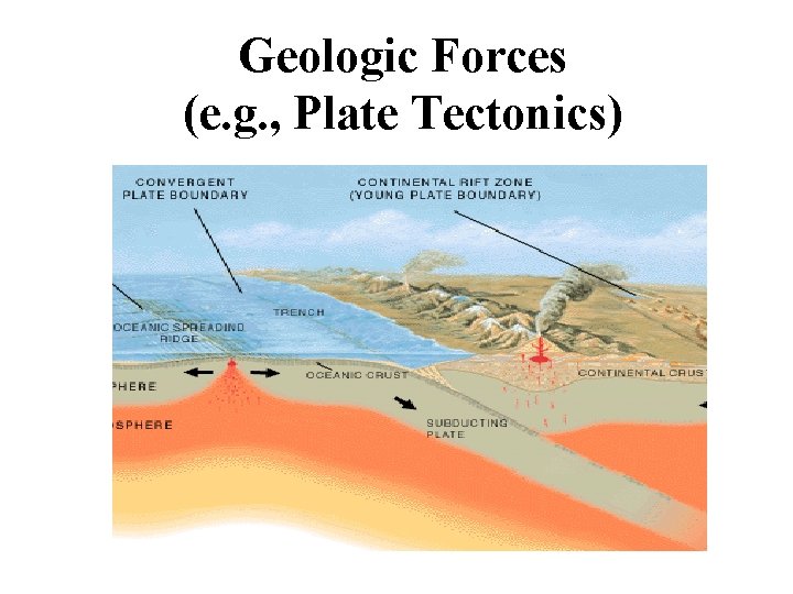 Geologic Forces (e. g. , Plate Tectonics) 