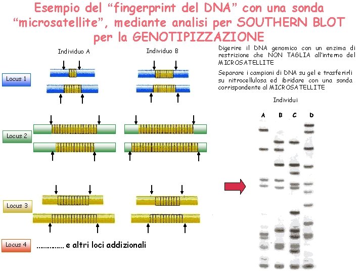 Esempio del “fingerprint del DNA” con una sonda “microsatellite”, mediante analisi per SOUTHERN BLOT Esempio del “fingerprint del DNA” con una sonda “microsatellite”, mediante analisi per SOUTHERN BLOT