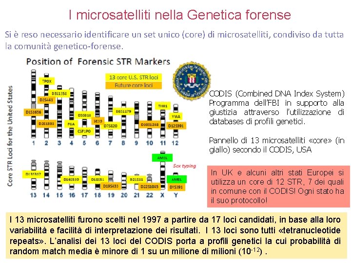 I microsatelliti nella Genetica forense Si è reso necessario identificare un set unico (core) I microsatelliti nella Genetica forense Si è reso necessario identificare un set unico (core)