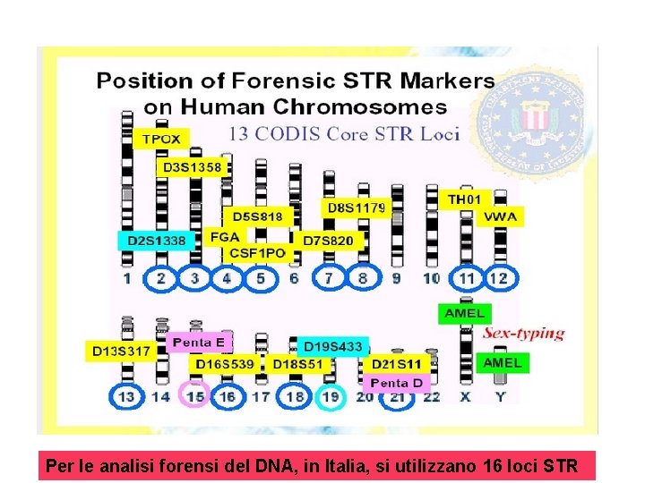 Per le analisi forensi del DNA, in Italia, si utilizzano 16 loci STR Per le analisi forensi del DNA, in Italia, si utilizzano 16 loci STR